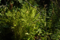 Athyrium