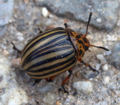 Leptinotarsa decemlineata