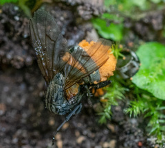 Entomophthorales