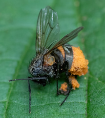 Entomophthorales