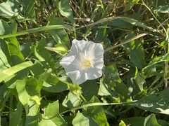 Calystegia