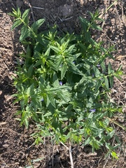 Scutellaria galericulata