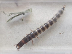 Coleoptera