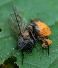 Entomophthorales