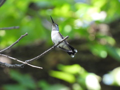 Archilochus colubris