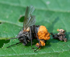 Entomophthorales