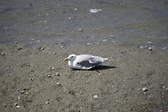 Larus glaucescens
