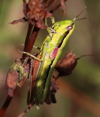 Euthystira brachyptera