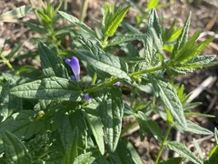 Scutellaria galericulata