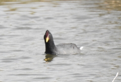 Fulica rufifrons