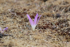 Colchicum montanum