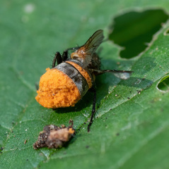 Entomophthorales