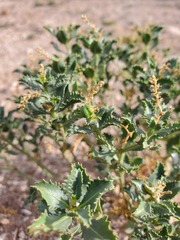 Stillingia treculiana