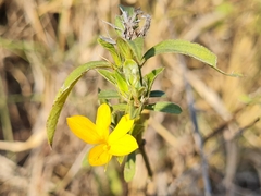 Barleria senensis