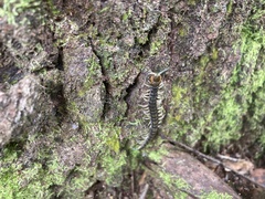 Hemiscolopendra marginata