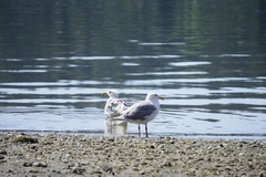 Larus glaucescens