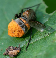 Entomophthorales