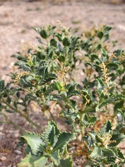 Stillingia treculiana