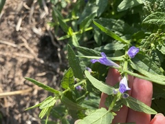 Scutellaria galericulata