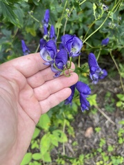 Aconitum uncinatum