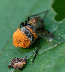 Entomophthorales