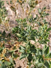 Stillingia treculiana