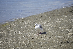 Larus glaucescens