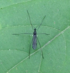 Gnophomyia tristissima