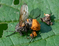 Entomophthorales