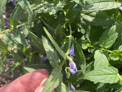 Scutellaria galericulata