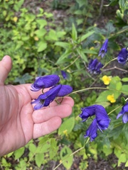 Aconitum uncinatum