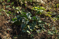 Anemopsis californica