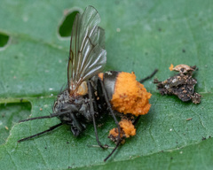Entomophthorales