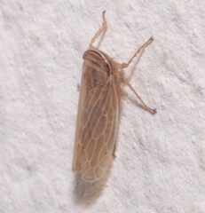 Paramesus major