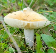 Russula