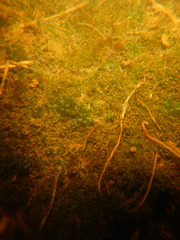 Cyanobacteria
