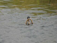 Synbranchus marmoratus