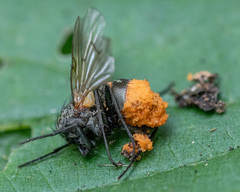 Entomophthorales