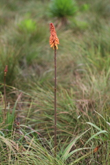 Kniphofia vandeweghei