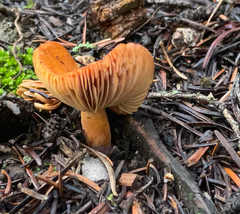 Lactarius