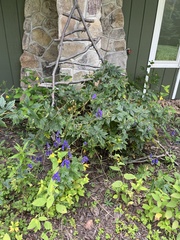 Aconitum uncinatum