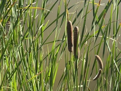 Typha angustifolia