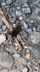 Promachus rufipes