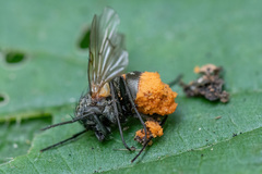 Entomophthorales