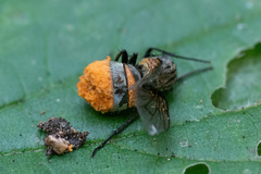 Entomophthorales
