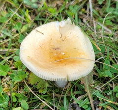 Russula
