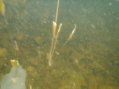 Potamogeton nodosus