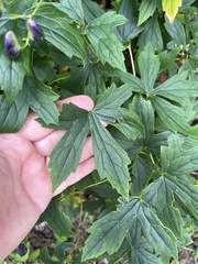 Aconitum uncinatum