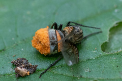 Entomophthorales