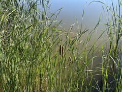 Typha angustifolia